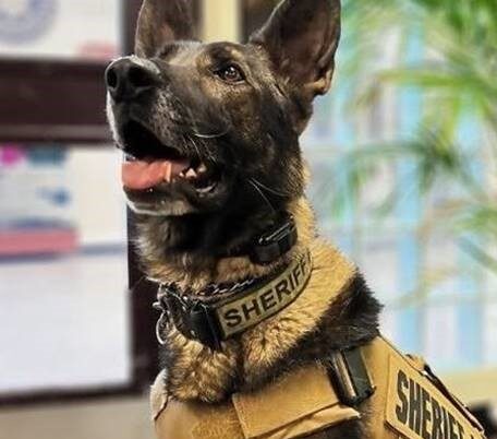 K9 Graffit sitting, looking up, wearing collar and vest that says "Sheriff"